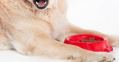 Five common pet food problems