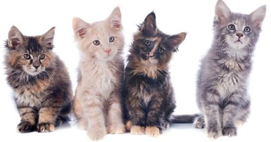 All about Maine Coon cats