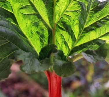 Top tricks for rhubarb