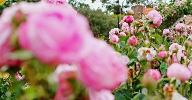 Autumn planting guide