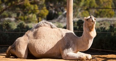Camel dairy proposed for WA